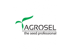 Fasole galbena Sondela