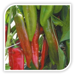 Ardei capia iute Busillis F1 Ardei capia iute Busillis F1