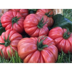 Seminte de tomate roz CASSA ROSA F1