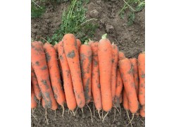 Seminte de morcovi Champion F1