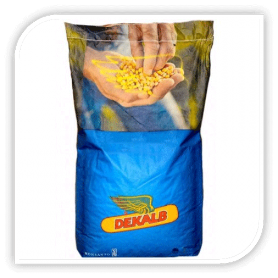 Seminte de porumb DKC 4897