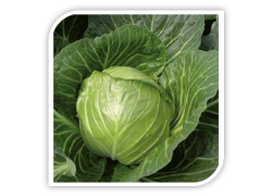 Seminte de varza ELISA F1