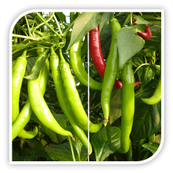 Seminte de ardei iute FOGARAS F1