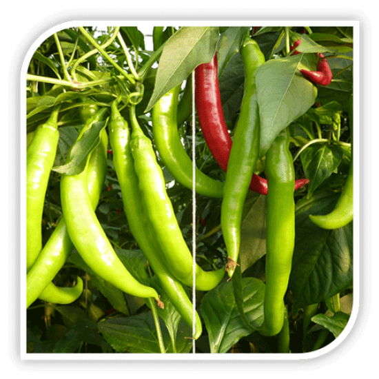 Seminte de ardei iute FOGARAS F1