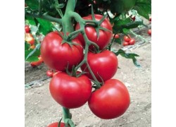 Seminte de tomate 142-231 F1