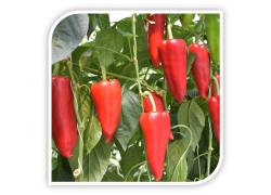 Seminte de ardei kapia KARPAT F1