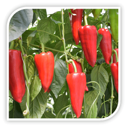 Seminte de ardei kapia KARPAT F1