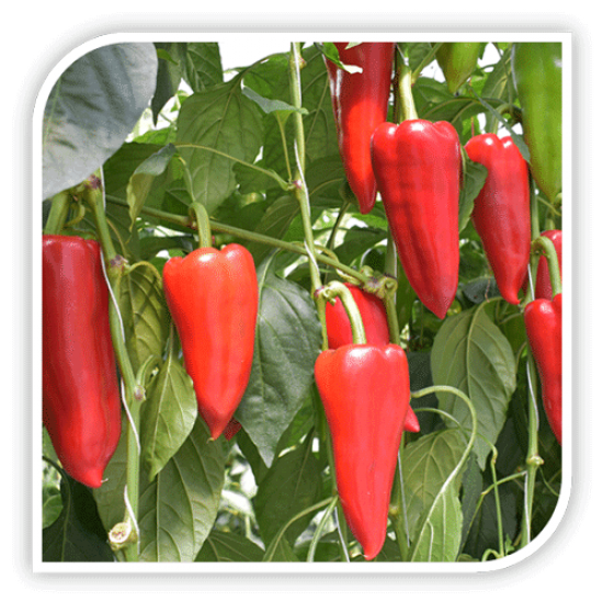 Seminte de ardei kapia KARPAT F1