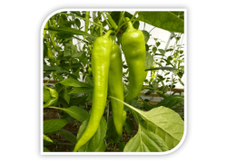 Seminte de ardei iute lung KUN F1