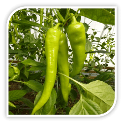 Seminte de ardei iute lung KUN F1