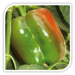 Ardei california Mannal F1 Ardei california Mannal F1