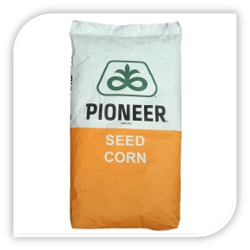 Seminte de porumb P0023 Premium Seminte de porumb P0023 Premium