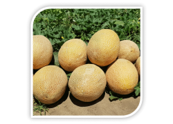 Seminte de pepene galben REBECA F1