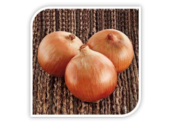 Semințe de ceapa RHINO F1