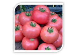 Seminte de tomate ROZY F1