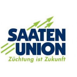 Seminte de porumb SAATEN BASILIC
