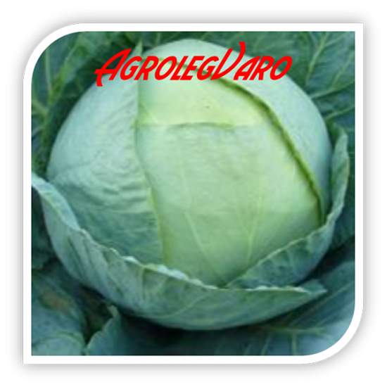 Seminte de VARZA DE BUZAU