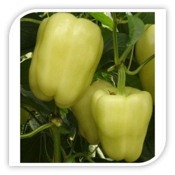 Seminte de ardei LISENKA F1