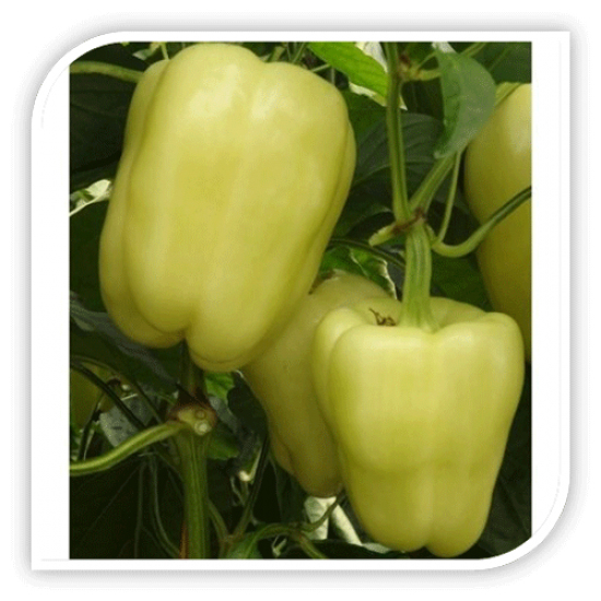 Seminte de ardei LISENKA F1