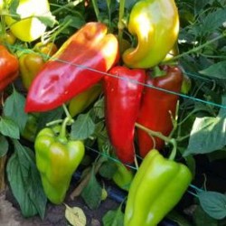 Seminte de ardei SV0102 F1