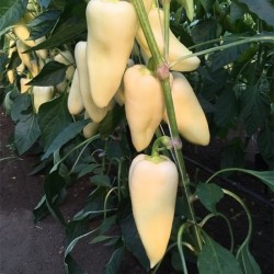 Seminte de ardei TRINITY F1