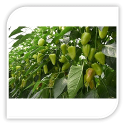 Seminte de ardei conic TRUSHENI F1 Seminte de ardei conic TRUSHENI F1