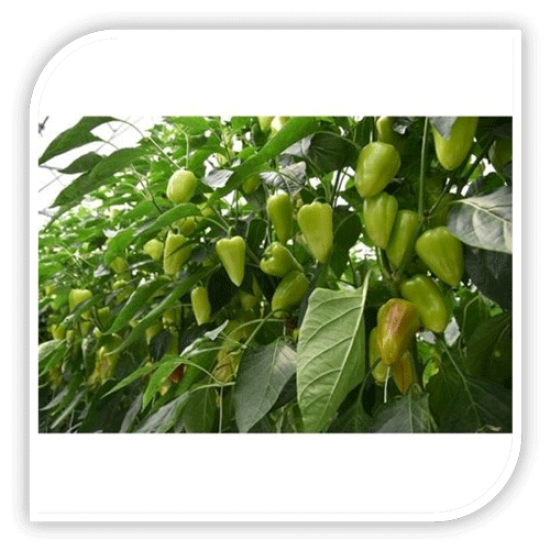 Seminte de ardei conic TRUSHENI F1 Seminte de ardei conic TRUSHENI F1