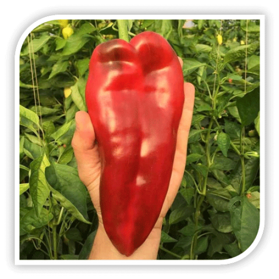 Seminte de ardei capia EUGENIA F1