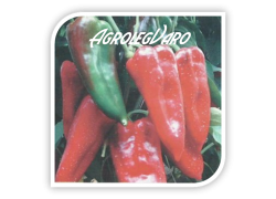 Seminte de ardei capia FERARO F1