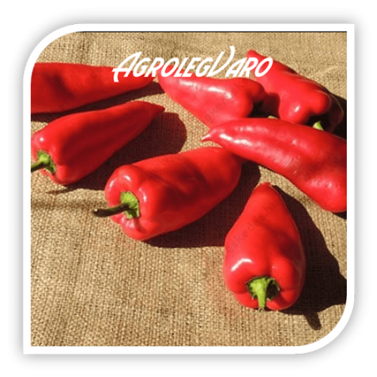 Seminte de ardei capia KAPITANY F1