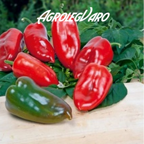 Seminte de ardei KAPYA MAX