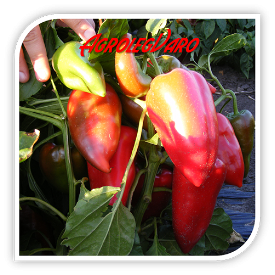 Seminte de ardei capia MITOSZ F1