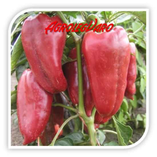 Seminte de ardei capia RAFAELA F1