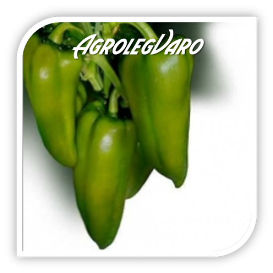 Seminte de ardei capia SZEKELY F1