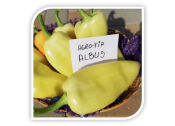 Seminte de ardei conic ALBUS F1