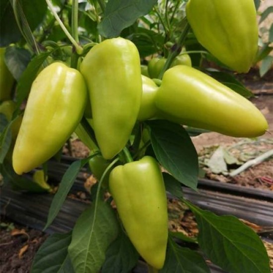 Seminte de ardei conic LEXANA F1