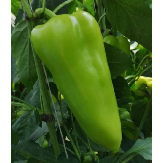 Seminte de ardei conic LIANA F1