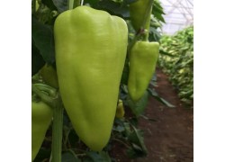 Seminte de ardei conic OCTAVIA F1