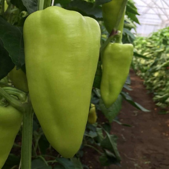 Seminte de ardei conic OCTAVIA F1