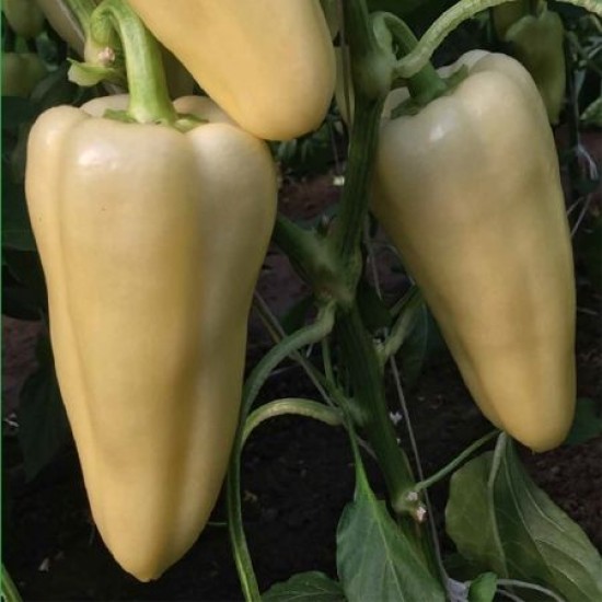 Seminte de ardei conic REZIGO F1