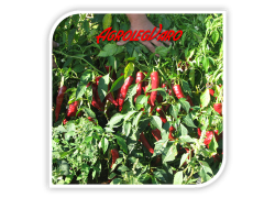 Seminte de ardei pentru boia PALOTAS F1