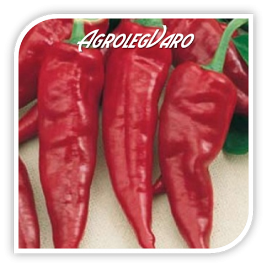 Seminte de ardei pentru boia SZEGEDI 80