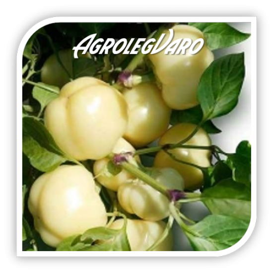 Seminte de ardei rotund dulce ESZTER F1