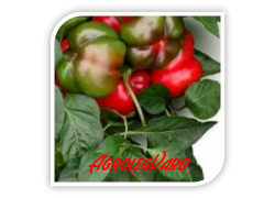 Seminte de ardei gogosar GOGOREZ F1