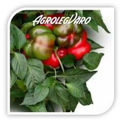 Seminte de ardei gogosar GOGOSARI F1