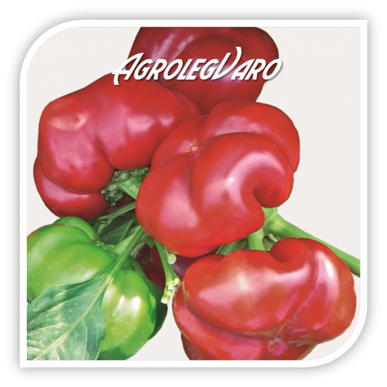 Seminte de gogosar GREYGO