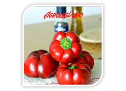 Seminte de ardei gogosar TRAIAN F1