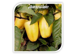 Seminte de ardei gras AMY