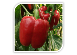 Seminte de ardei gras ARMAND F1