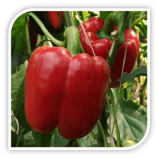 Seminte de ardei gras ARMAND F1